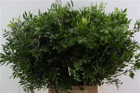 Pistache Hndg 50cm P Bunch