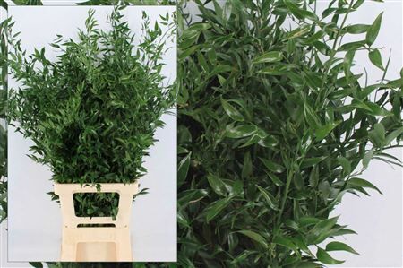 Ruscus Long 3 Stems P Bunch