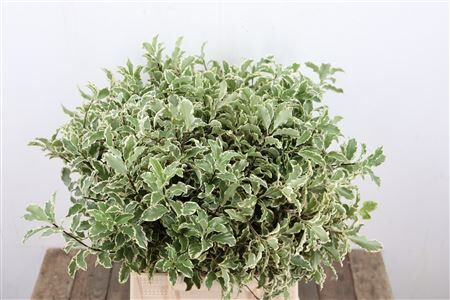 Pitto Nigra 150gr P Bunch