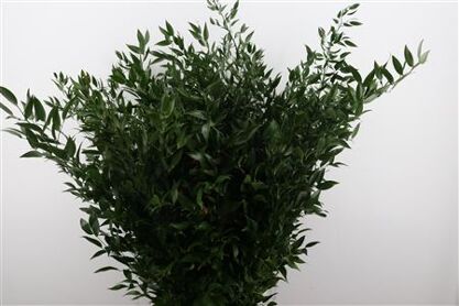 Ruscus Long 4 Stems P Bunch