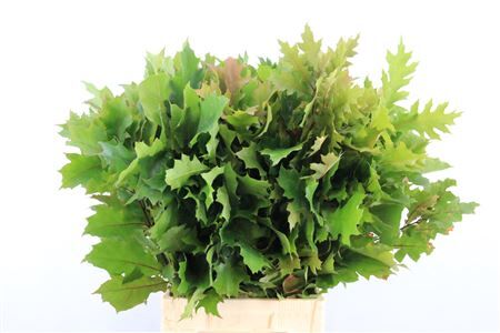 Quercus Rubra P Tak