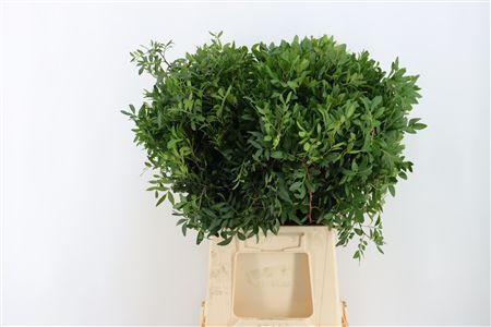 Pistache Spa 50cm Jadam P Bunch