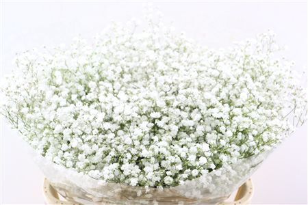 Gyps Pa Cosmic 50 Gram