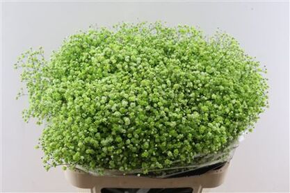 Gyps Pa. Green Apple