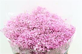 Gyps Pa. Pink Light (x5)