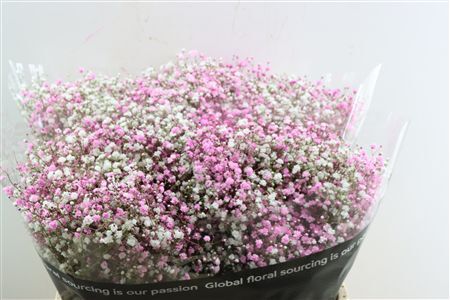 Gyps Pa. Disco White / Light Pink