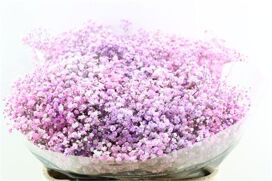 Gyps Pa. Disco Lovely Pink