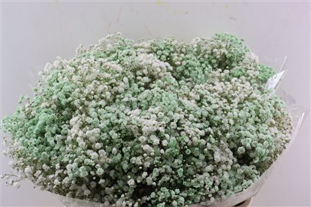 Gyps Pa. Rainbow White / Mint Green.