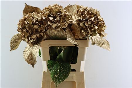 Hydr Kbh Gl Antique Gold Stem