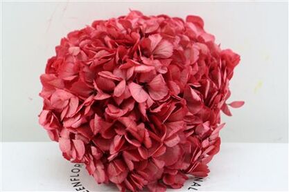 Pres Hydrangea Xl Red Pcs