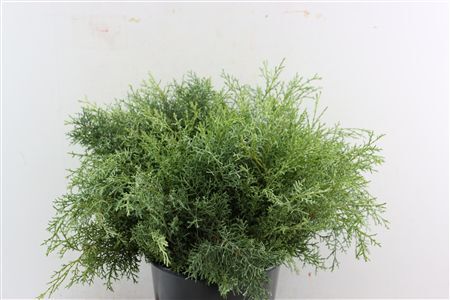 Cypresse Aurezonica Blauw