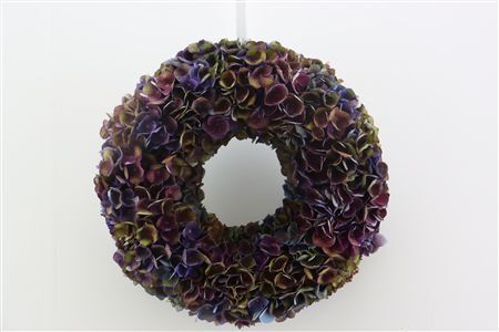 Wr Hydrangea Charlotte 35cm