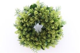 Wr Skimmia White 40cm