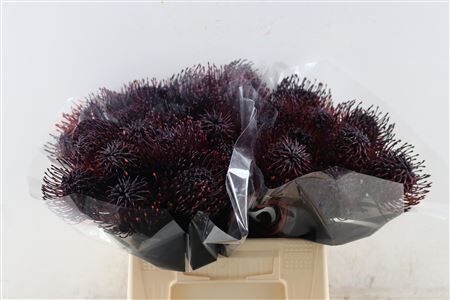 Leuco Klbh Aubergine