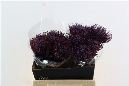 Leuco Klbh Dark Lilac