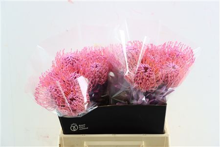 Leuco Klbh New Rose