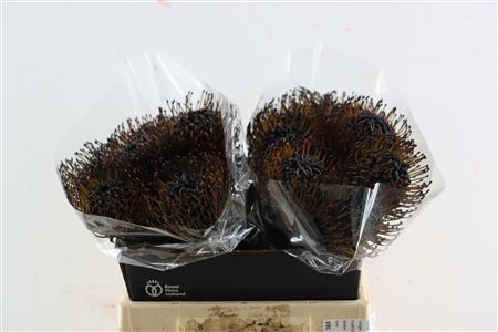 Leuco Klbh Black