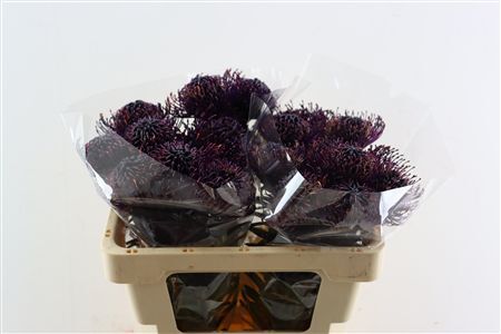 Leuco Klbh Aubergine