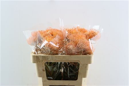 Leuco Klbh Apricot