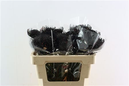 Leuco Klbh Black