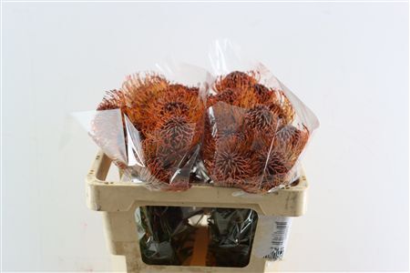 Leuco Klbh Brown