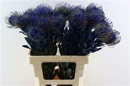 Leuco Klbh Blue
