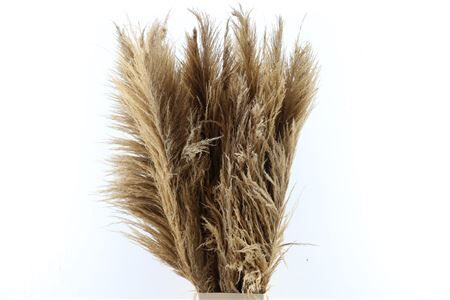 Dried Cortaderia Zaquara Semi Bleached 100cm
