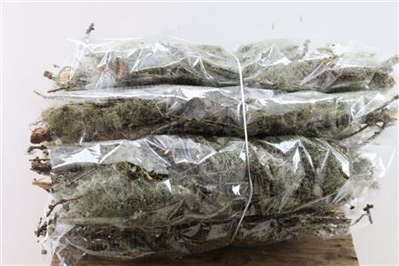 Mostakken Short P Bunch