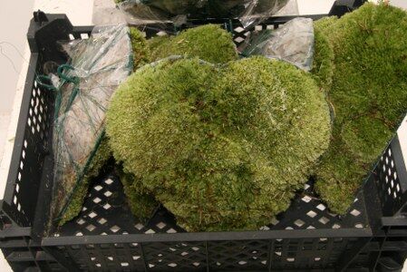 Bolmos Hart Staand Smal