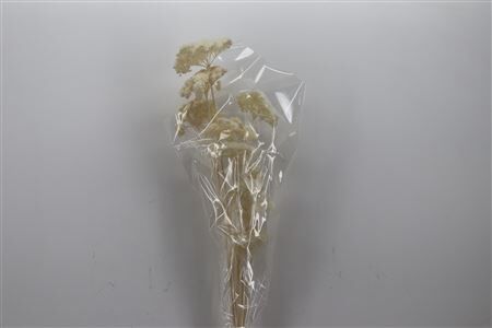 Pres Achillea Parker Bleached Bunch