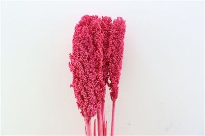 Dried Sorghum 6pc Cerise Bunch
