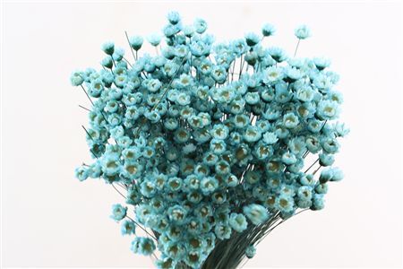 Dried Glixia L Blue Bunch