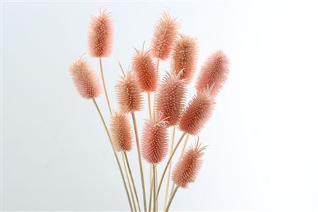 Pres Cardo Mini 12pcs L Pink Bunch