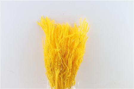 Pres Helecho Lvs Yellow Bunch