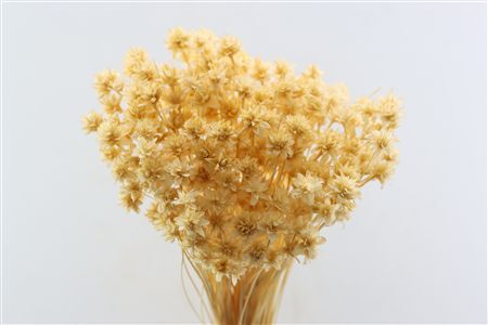 Pres Hill Flower Creme Bunch