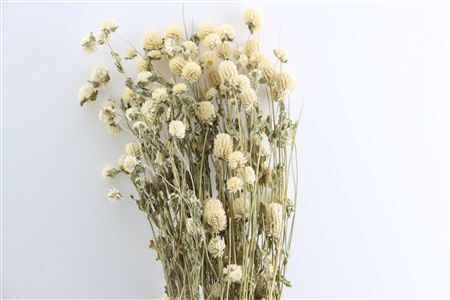 Dried Gomphrena White Bunch