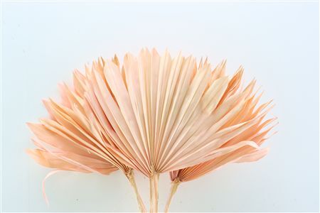 Dried Palm Sun 6pc L. Pink Bunch