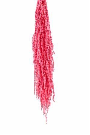Pres Amaranthus Caud L Pink X5 Bunch