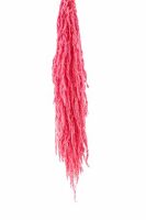 Pres Amaranthus Caud L Pink X5 Bunch