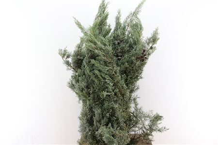 Arizonica Cupressus 5kg P Pak