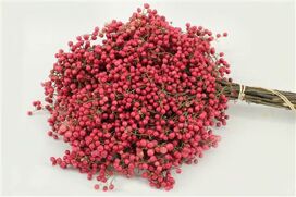 Schin M Pink Bunch