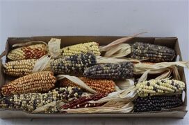Zea Mays Large Mix