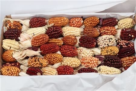 Zea Mays Small Mix