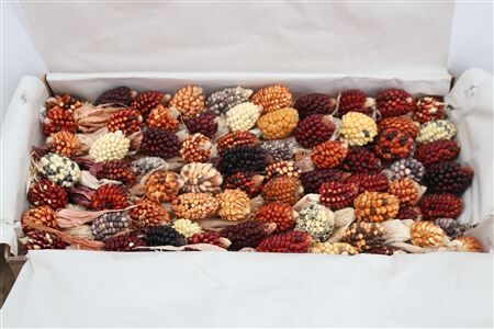 Zea Mays Micro Mix