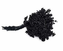 Schinus M Pt Black Bunch