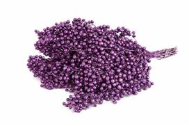 Schinus M Pt Metallic Purple Bunch