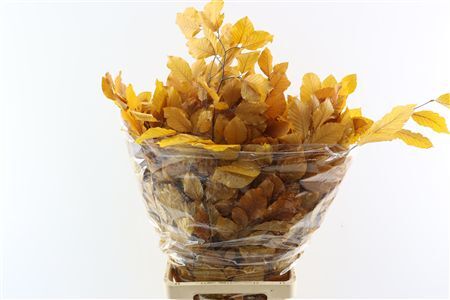 Pres Beuk Yellow P Bunch