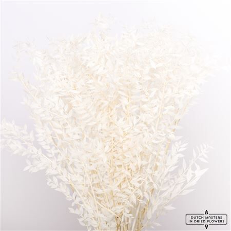 Pres Ruscus Bleached P Stem