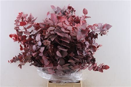 Pres Euca Stuartiana Red Bunch