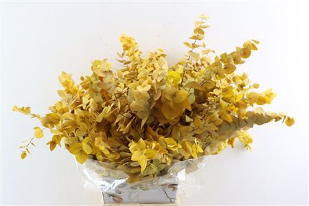 Pres Euca Stuartiana Yellow Bunch